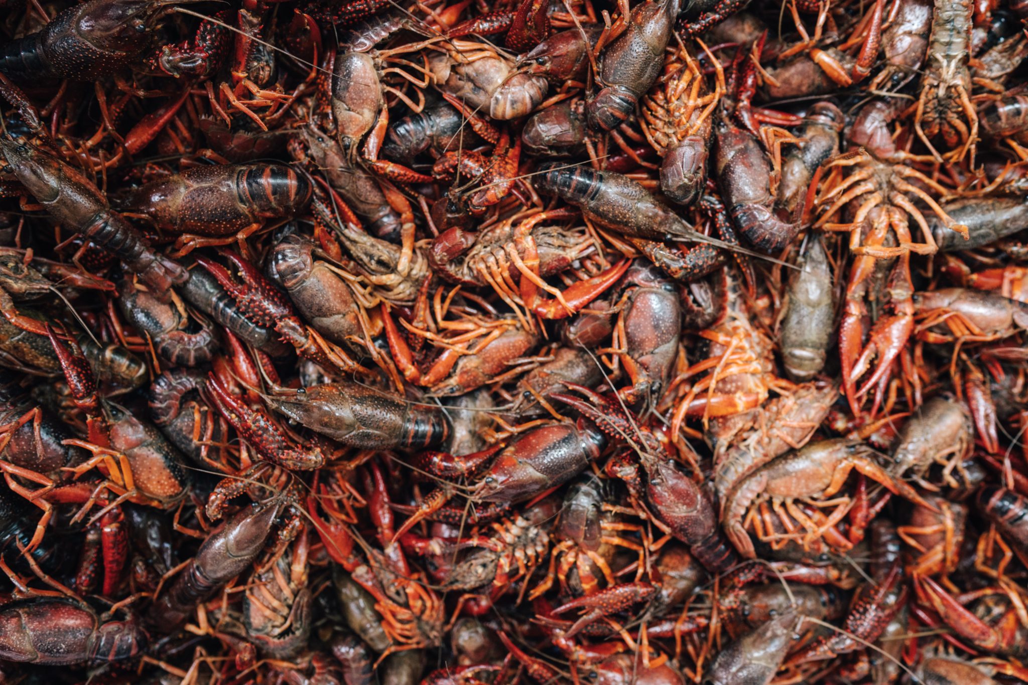  The perfect boil starts with fresh crawfish!