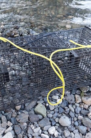 Square Crawfish Trap