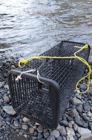 Square Crawfish Trap