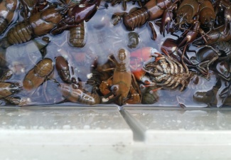 Live Signal CrawfishWashington