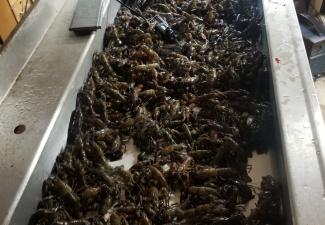 Live Signal CrawfishWashington