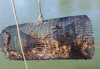Live Crawfish Trap