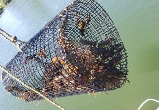 Live Crawfish Trap