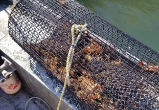 Live Crawfish Trap