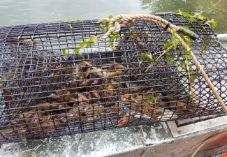 Live Crawfish Trap