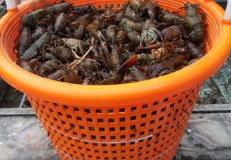 Live Signal Crawfish Seattle Puget Sound