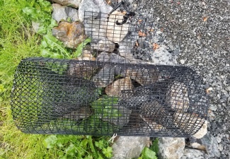 Live Crawfish Trap