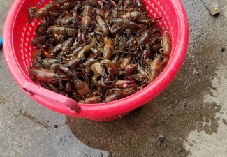 Live Signal CrawfishWashington