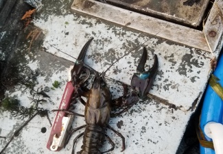 Live Signal CrawfishWashington