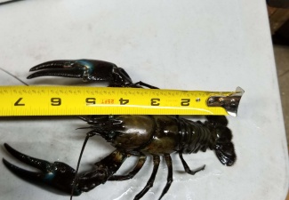 Live Signal CrawfishWashington