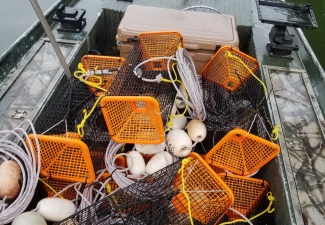 Live Crawfish Trap