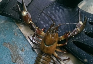 Live Signal CrawfishWashington