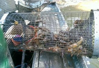 Live Crawfish Trap